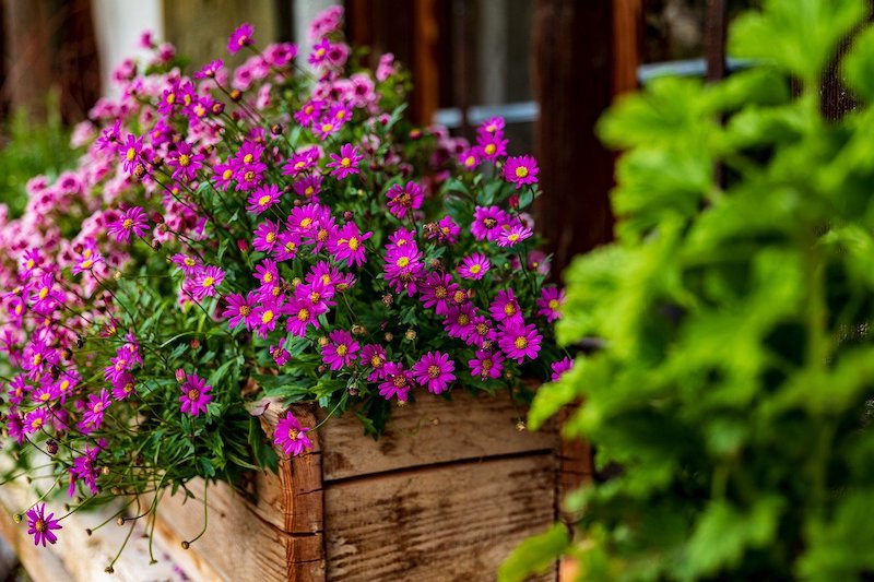 window box with flowers